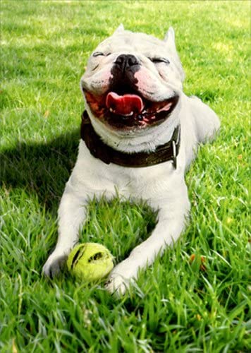 Avanti - Smiling Dog with Ball Birthday Card