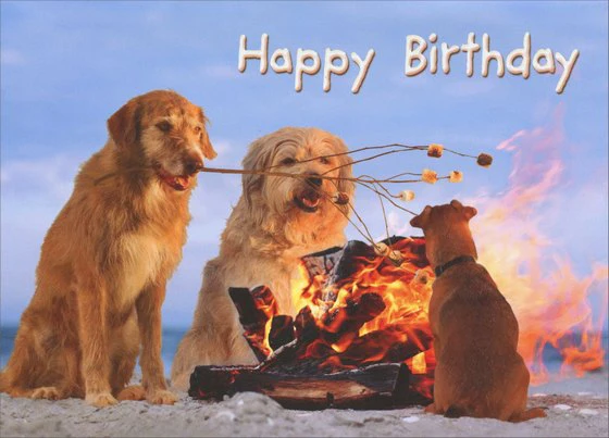 Avanti - S'More Dogs Pop-Out Birthday Card
