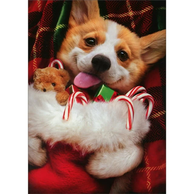 Avanti - Stocking Corgi Christmas Card