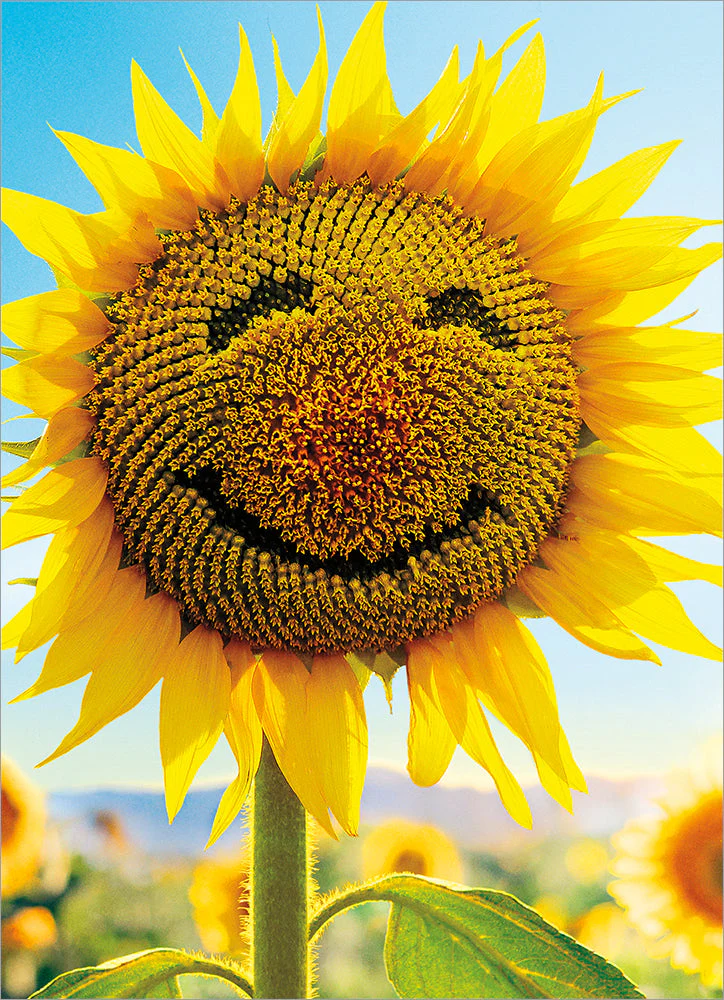 Avanti - Sunflower Face Blank Card