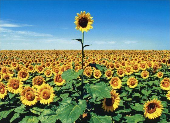 Avanti - Sunflower Field Thank You Card