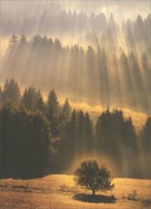 Avanti - Sunray Forest Sympathy Card