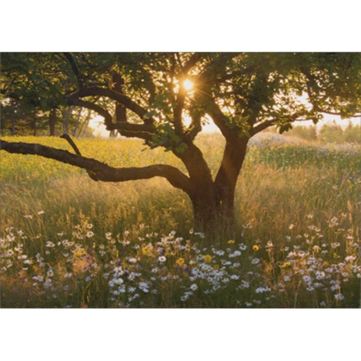 Avanti - Sunrise Tree in Field of Daisies Pet Sympathy Card