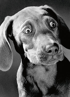 Avanti - Surprised Weimaraner Birthday Card