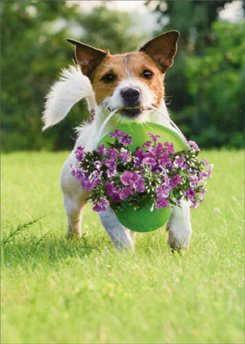 Avanti - Terrier with Bucket of Flowers Thank You Card
