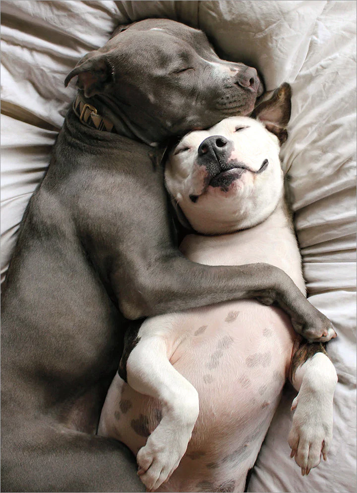 Avanti - Two Dogs Snuggling Happy Card