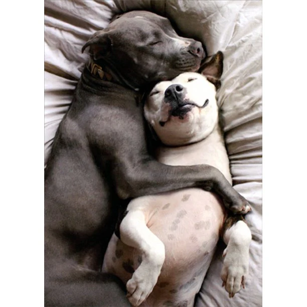 Avanti - Two Dogs Snuggling Valentine Card