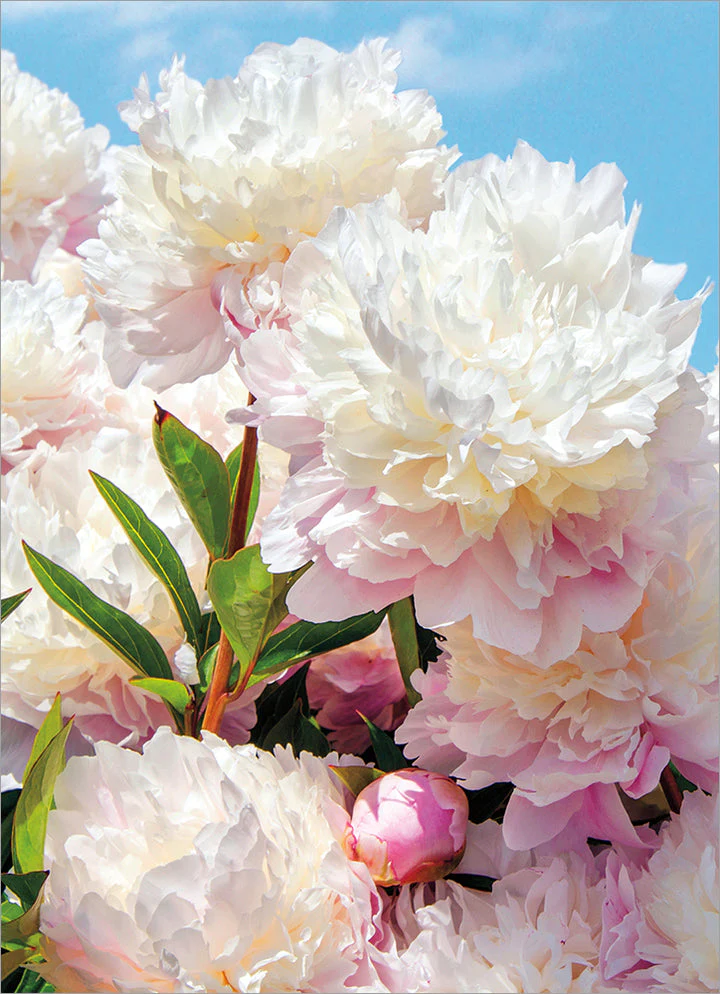 Avanti - White Peonies Sympathy Card