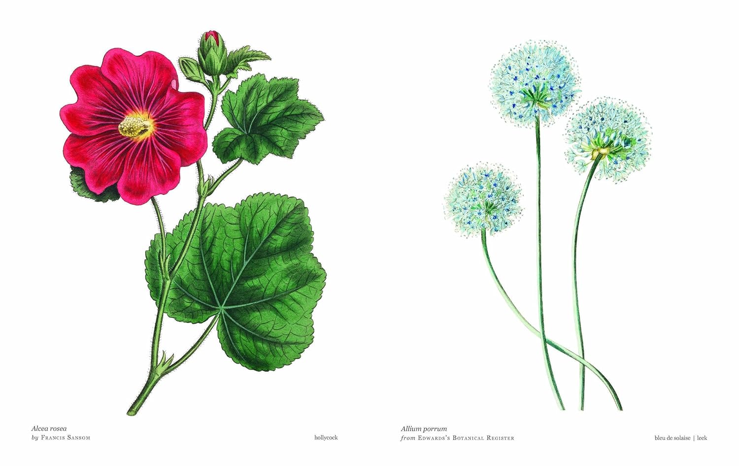 Biblioflora: A Celebration of Floral Beauty in Botanical Art by Jeanne Batiste - Image 2