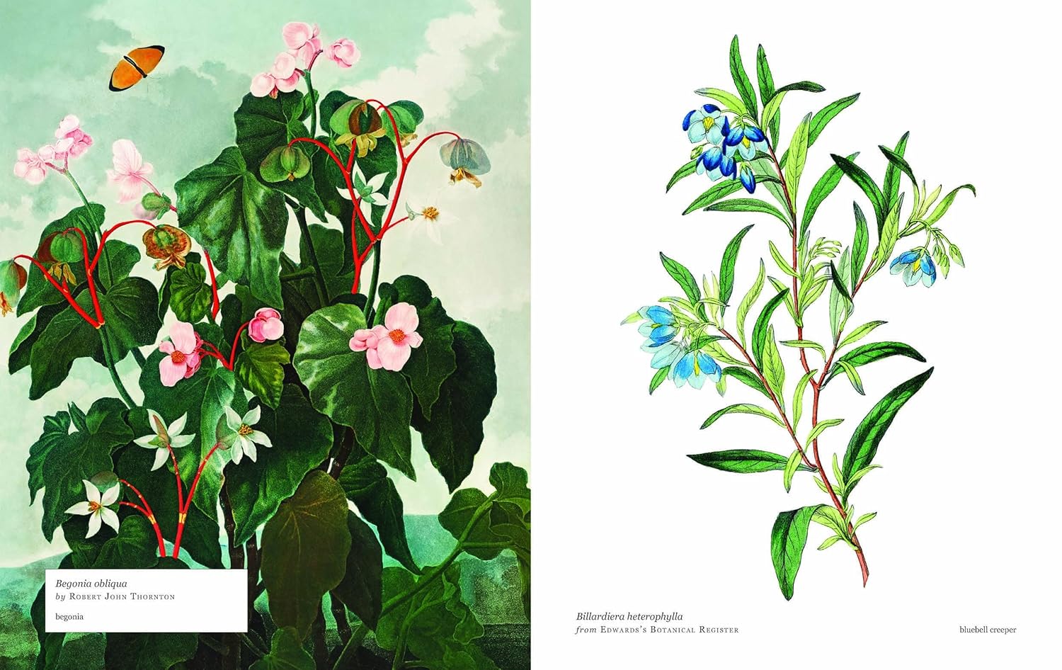 Biblioflora: A Celebration of Floral Beauty in Botanical Art by Jeanne Batiste - Image 3