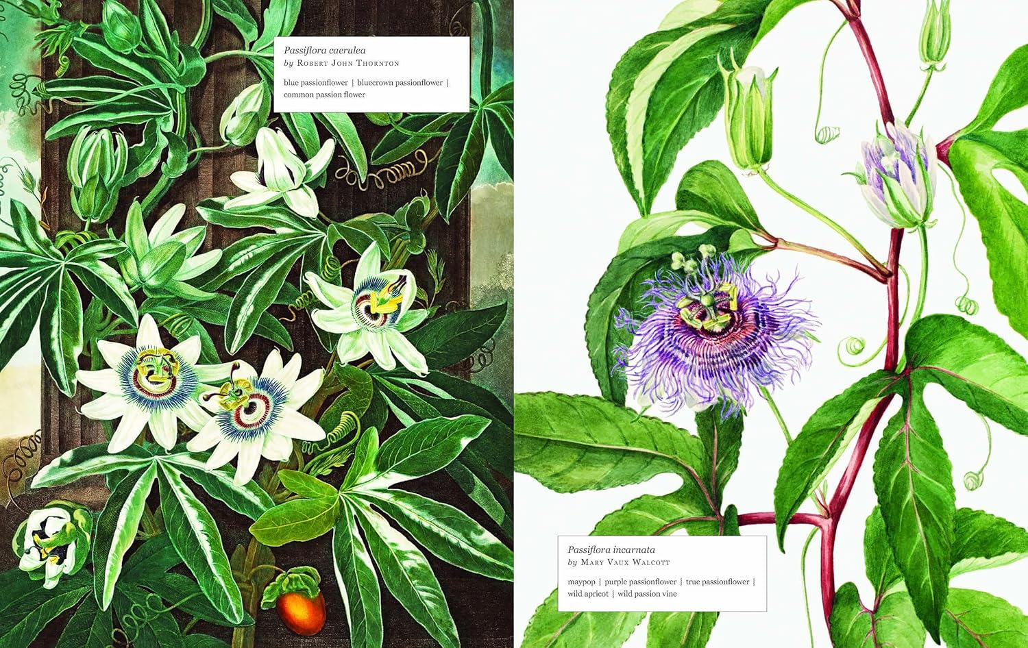 Biblioflora: A Celebration of Floral Beauty in Botanical Art by Jeanne Batiste - Image 5
