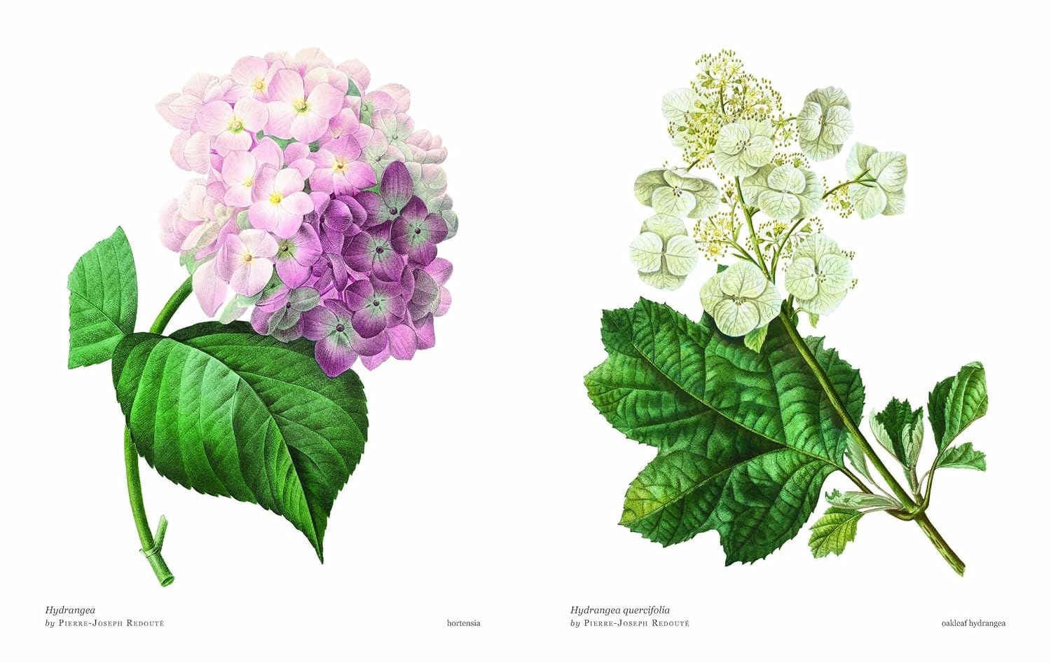 Biblioflora: A Celebration of Floral Beauty in Botanical Art by Jeanne Batiste - Image 6