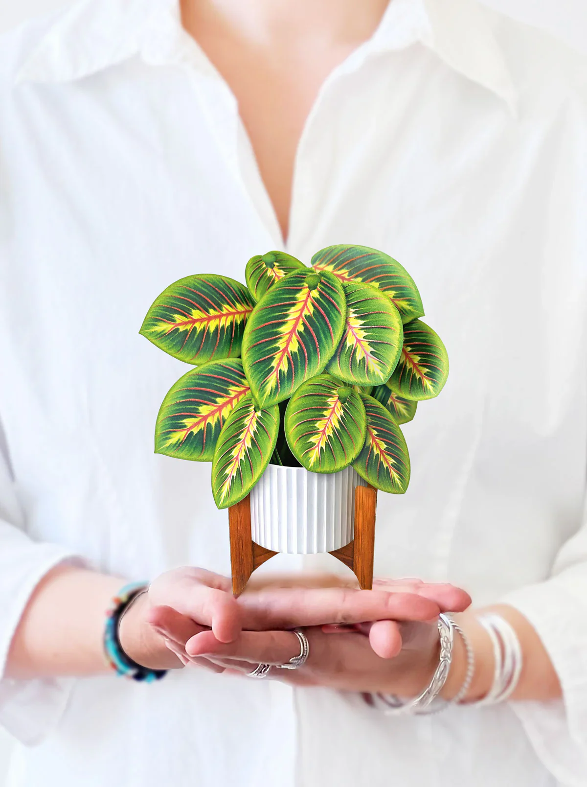 FreshCut Paper - Mini Prayer Plant Pop-Up Card