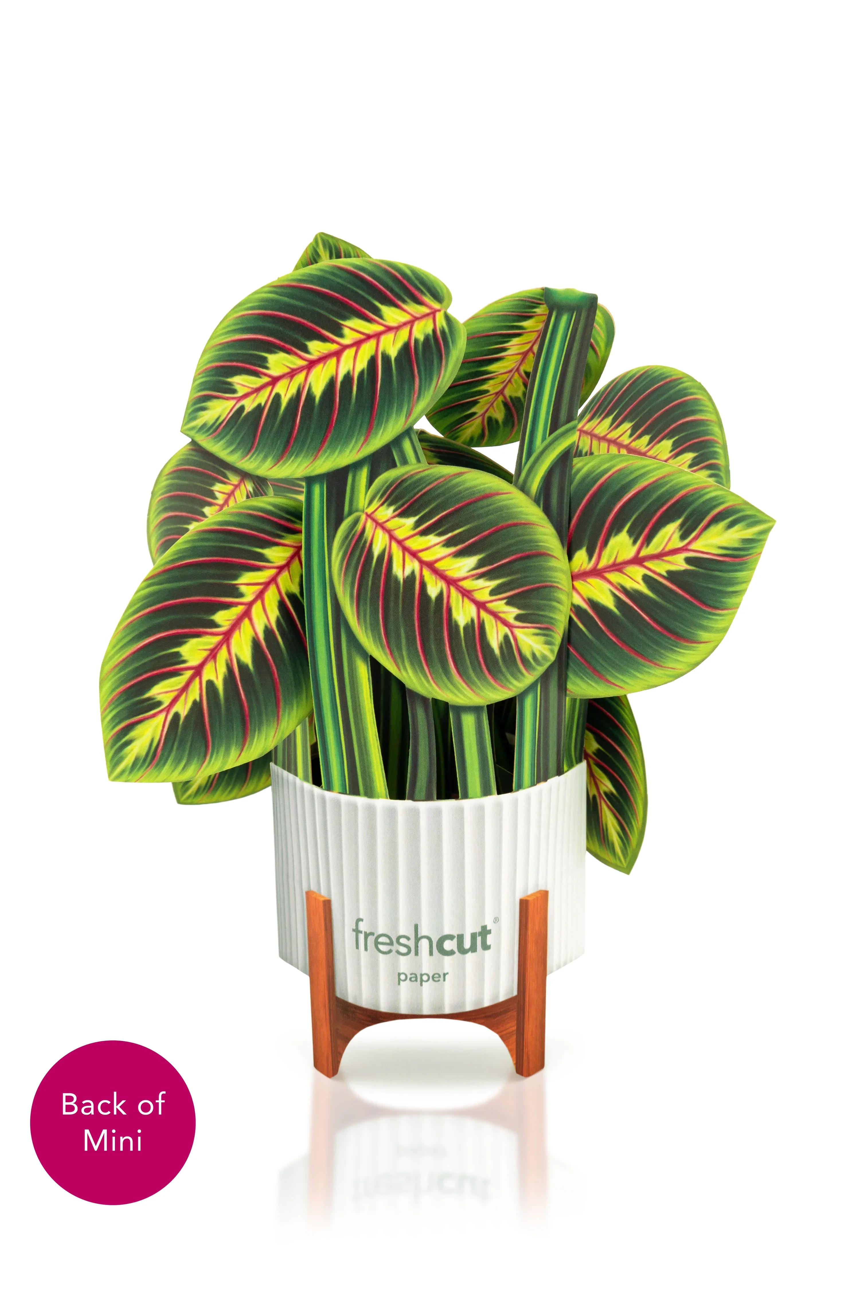FreshCut Paper - Mini Prayer Plant Pop-Up Card - Image 2