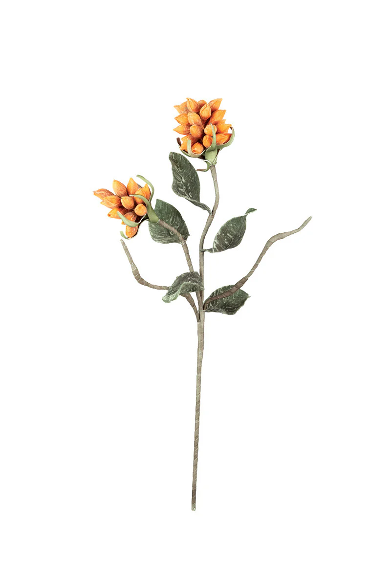 Kalalou - Seedling Pod Stem