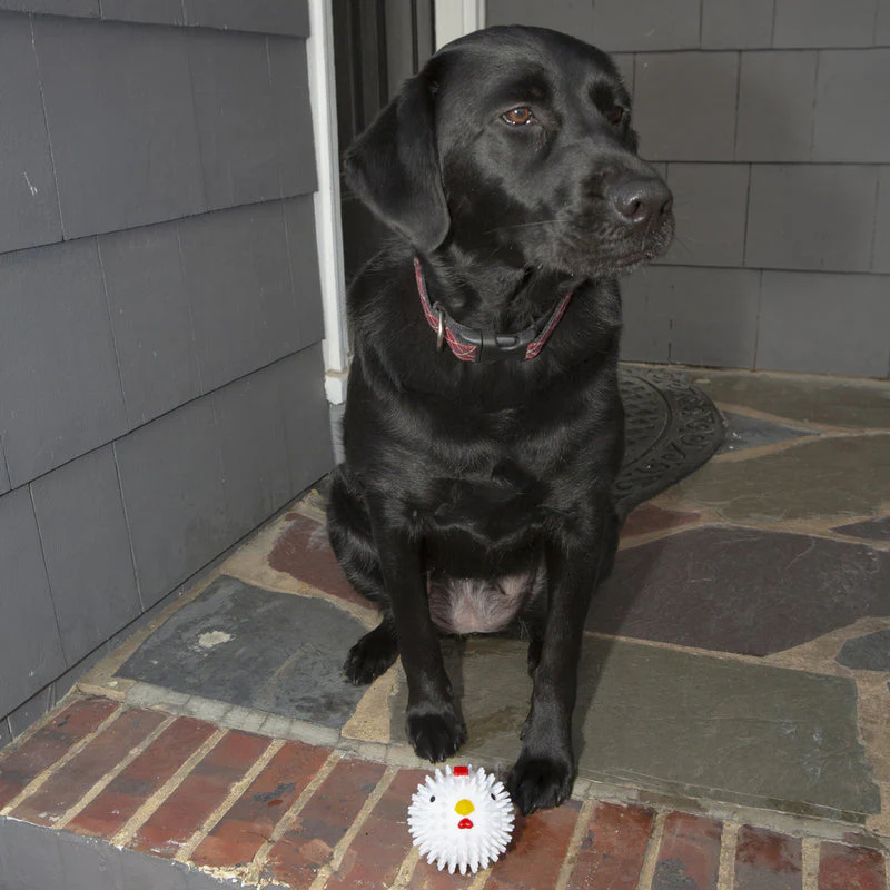 Kikkerland - Chicken Dog Ball - Image 3
