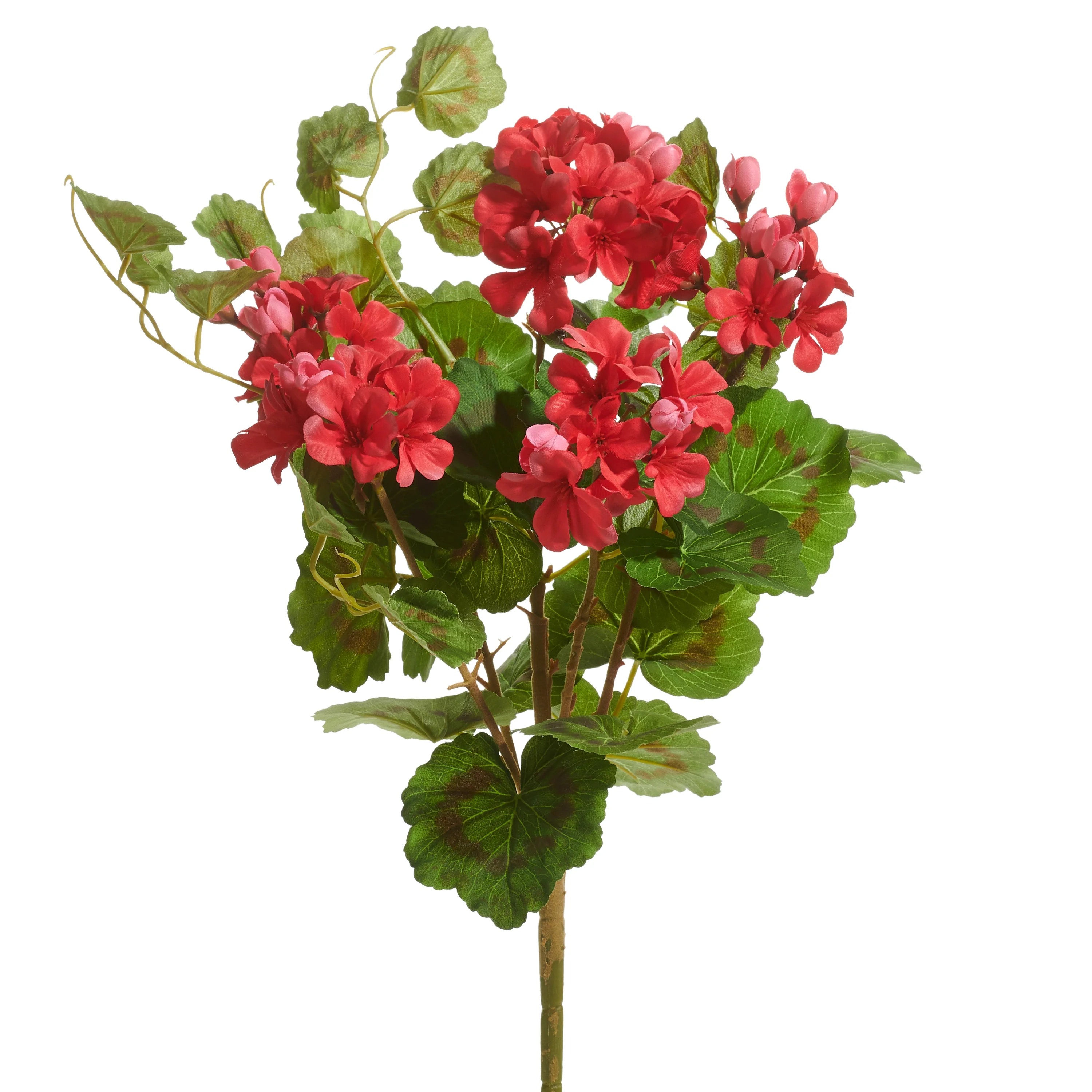 RAZ Imports - Geranium Bush