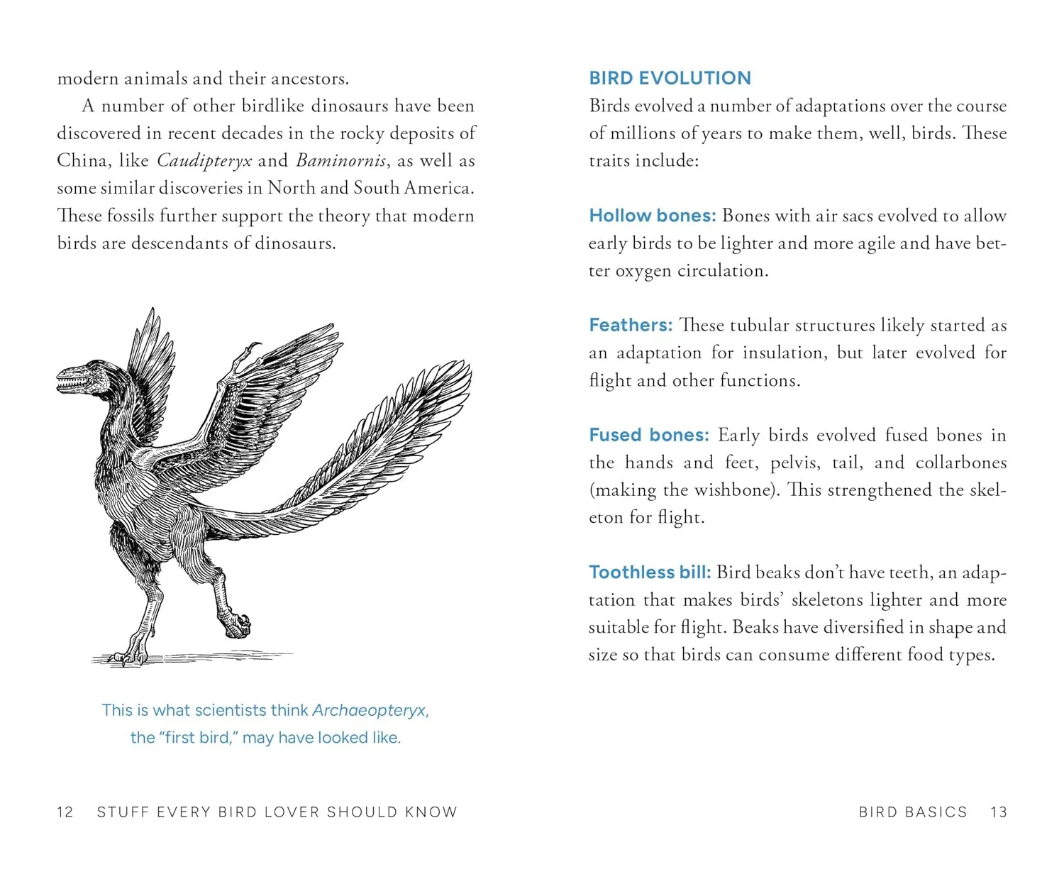 Stuff Every Bird Lover Should Know - Image 3