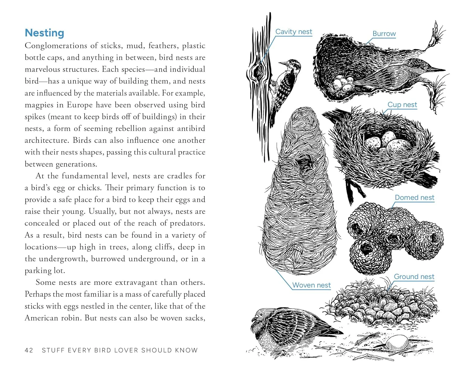 Stuff Every Bird Lover Should Know - Image 4